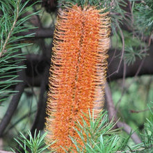 Load image into Gallery viewer, BANKSIA GIANT CANDLES 2.5L
