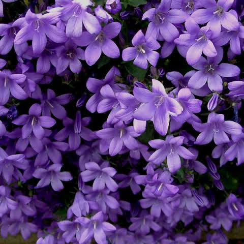 CAMPANULA RESHOLDTS VARIETY 12CM