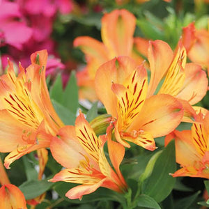 ALSTROEMERIA COMPACT INTICANCHA BRYCE 2.5L