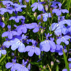 LOBELIA RIVIERA SKY BLUE SEED