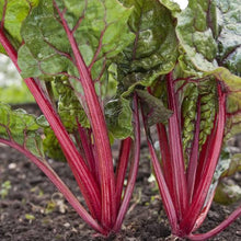 Load image into Gallery viewer, SILVERBEET RUBY CHARD SEED
