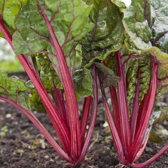 SILVERBEET RUBY CHARD SEED