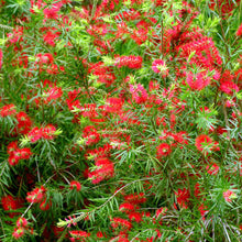 Load image into Gallery viewer, CALLISTEMON RED CLUSTER
