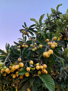 LOQUAT THAMES PRIDE PB5