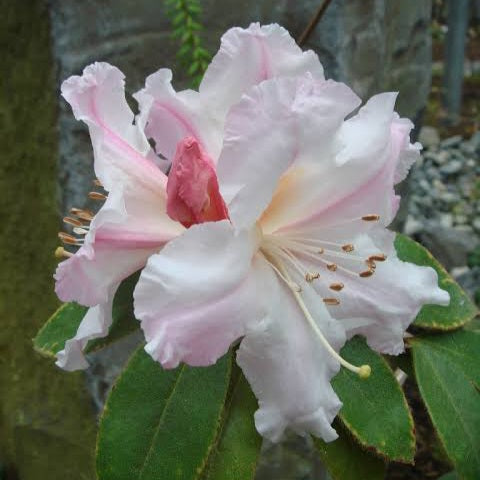 RHODODENDRON CHARISMA 6.0L