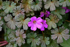 GERANIUM BERTIE GRUG 1.5L