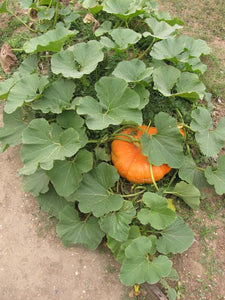 PUMPKIN GIANT BEHEMOTH KIDS SEED