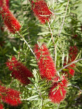 Load image into Gallery viewer, CALLISTEMON RED CLUSTER
