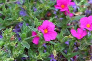 CISTUS SUNSET 3.3L