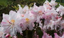 Load image into Gallery viewer, RHODODENDRON CHARISMA 6.0L
