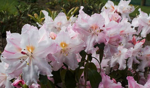 RHODODENDRON CHARISMA 6.0L