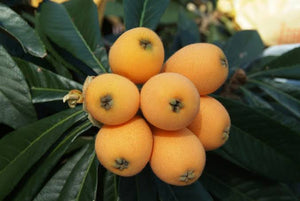 LOQUAT THAMES PRIDE PB5