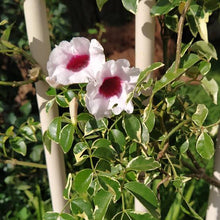 Load image into Gallery viewer, PANDOREA JASMINOIDES CHARISMA 3.5L
