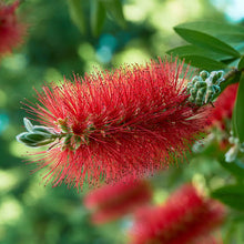 Load image into Gallery viewer, CALLISTEMON RED CLUSTER
