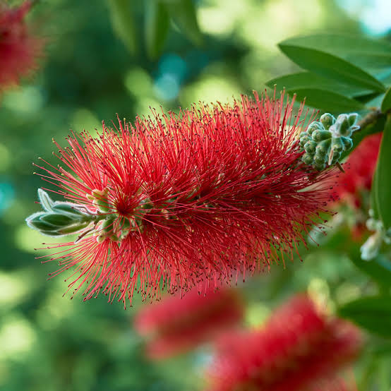 CALLISTEMON RED CLUSTER 3.5L