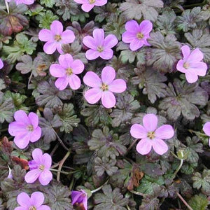 GERANIUM BERTIE GRUG 1.5L