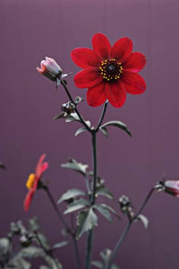 DAHLIA MYSTIC WONDER 1.5L