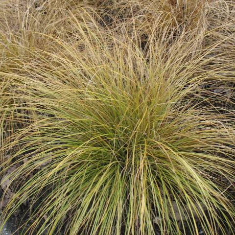 CAREX FLAGELLIFERA BROWNISH GREEN 10CM