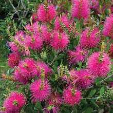 Load image into Gallery viewer, CALLISTEMON HOT PINK
