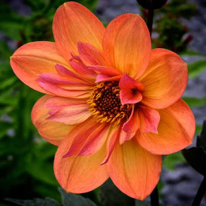 DAHLIA MYSTIC DREAMSEEKER 3.5L