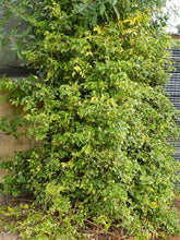 Load image into Gallery viewer, PANDOREA JASMINOIDES CHARISMA 3.5L
