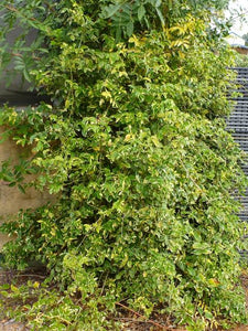 PANDOREA JASMINOIDES CHARISMA 3.5L