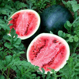 WATERMELON SUGAR BABY SEED