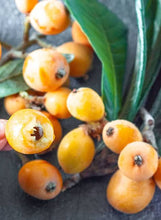 Load image into Gallery viewer, LOQUAT THAMES PRIDE PB5
