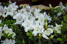 Load image into Gallery viewer, AZALEA EVERGREEN ENCORE LILY 2.5L
