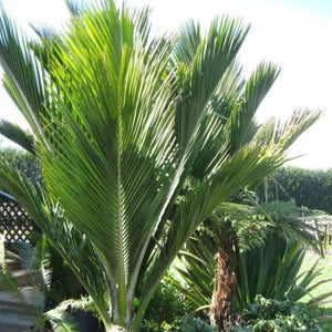 RHOPALOSTYLIS SAPIDA CHATHAMICA CHATHAM NIKAU 3.3L