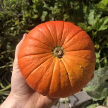 Load image into Gallery viewer, PUMPKIN GOLDEN NUGGET SEED
