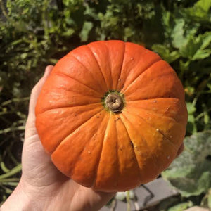 PUMPKIN GOLDEN NUGGET SEED