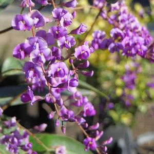 HARDENBERGIA VIOLACEA HAPPY WANDERER