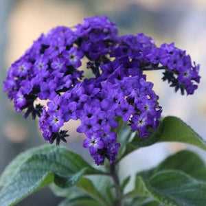 HELIOTROPE DEEP MARINE SEED