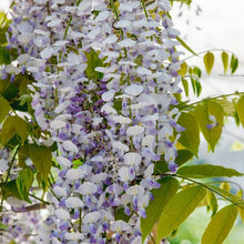 Load image into Gallery viewer, WISTERIA FLORIBUNDA GEISHA 3.5L
