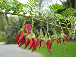 CLIANTHUS KAKA KING 2.0L