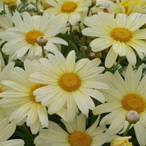 ARGYRANTHEMUM BUTTERBALL 1.5L