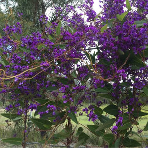 HARDENBERGIA VIOLACEA HAPPY WANDERER