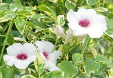 Load image into Gallery viewer, PANDOREA JASMINOIDES CHARISMA 3.5L
