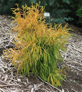 DACRYDIUM CUPRESSINUM RIMU CHARISMA 1.5L