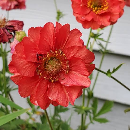 GEUM BLAZING SUNSET SEED