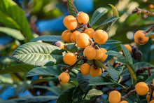 Load image into Gallery viewer, LOQUAT THAMES PRIDE PB5
