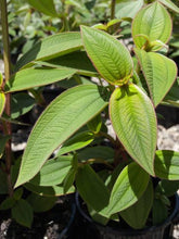 Load image into Gallery viewer, TIBOUCHINA EDWARDSII 2.5L
