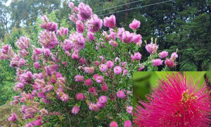 CALLISTEMON HOT PINK