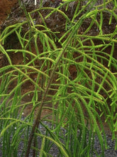 Load image into Gallery viewer, DACRYDIUM CUPRESSINUM RIMU CHARISMA 1.5L
