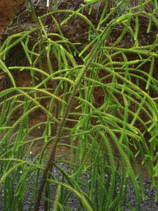 DACRYDIUM CUPRESSINUM RIMU CHARISMA 1.5L