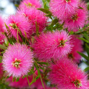 CALLISTEMON HOT PINK