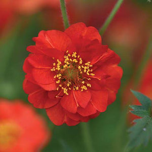 GEUM BLAZING SUNSET SEED