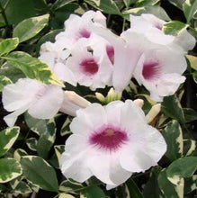 Load image into Gallery viewer, PANDOREA JASMINOIDES CHARISMA 3.5L
