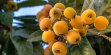 Load image into Gallery viewer, LOQUAT THAMES PRIDE PB5
